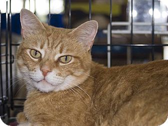 Domestic Shorthair Cat for Sale in Elfers, Florida - Cassidy Domestic Shorthair Cat for Sale in Elfers, Florida - Cassidy