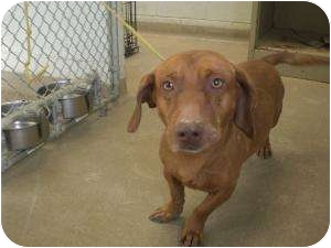 Pit Bull Terrier/Dachshund Mix Dog for Sale in New cumberland, West Virginia - Rufus Pit Bull Terrier/Dachshund Mix Dog for Sale in New cumberland, West Virginia - Rufus