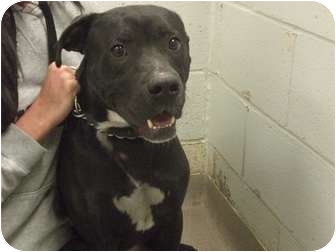 Pit Bull Terrier Mix Dog for Sale in New cumberland, West Virginia - Ace Pit Bull Terrier Mix Dog for Sale in New cumberland, West Virginia - Ace