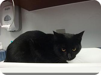 Bombay Cat for Sale in Gainesville, Florida - Moesha Bombay Cat for Sale in Gainesville, Florida - Moesha