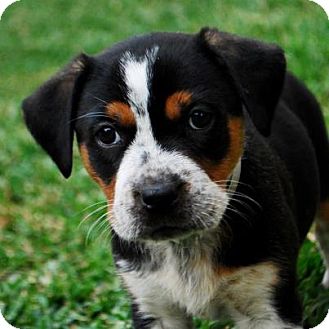 Bernese Mountain Dog/Rottweiler Mix Puppy for Sale in Torrance, California - DAISY Bernese Mountain Dog/Rottweiler Mix Puppy for Sale in Torrance, California - DAISY