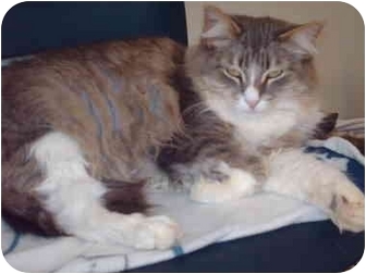 Domestic Longhair Cat for Sale in El Cajon, California - Peeps Domestic Longhair Cat for Sale in El Cajon, California - Peeps