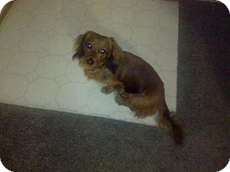 Dachshund Dog for Sale in Westland, Michigan - Ringo Dachshund Dog for Sale in Westland, Michigan - Ringo