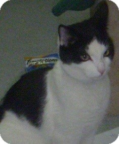 Domestic Shorthair Cat for Sale in Hamburg, New York - Heman Domestic Shorthair Cat for Sale in Hamburg, New York - Heman