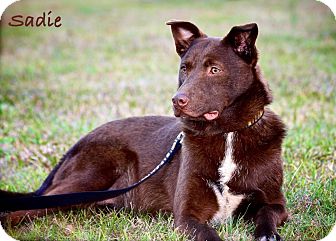 Labrador Retriever/Border Collie Mix Dog for Sale in Wilmington, Delaware - Sadie Labrador Retriever/Border Collie Mix Dog for Sale in Wilmington, Delaware - Sadie