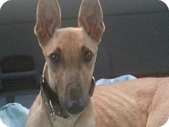 Greyhound Dog for Sale in Gainesville, Florida - Image Greyhound Dog for Sale in Gainesville, Florida - Image