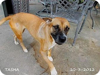Black Mouth Cur Mix Dog for Sale in Silsbee TX, Texas - Tasha Black Mouth Cur Mix Dog for Sale in Silsbee TX, Texas - Tasha