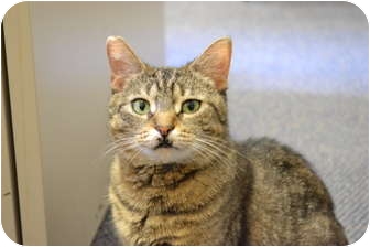 Domestic Shorthair Cat for Sale in Chicago, Illinois - Ocee Domestic Shorthair Cat for Sale in Chicago, Illinois - Ocee