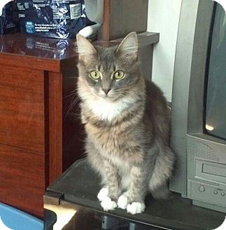 Manx Kitten for Sale in bridgeport, Connecticut - Kali Manx Kitten for Sale in bridgeport, Connecticut - Kali