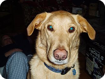 Labrador Retriever Mix Dog for Sale in Richmond, Virginia - Obi Labrador Retriever Mix Dog for Sale in Richmond, Virginia - Obi