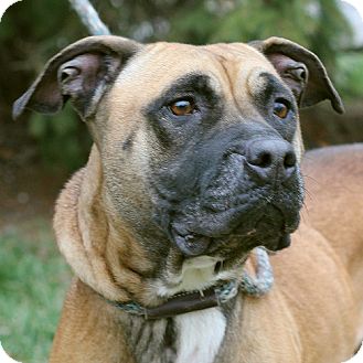 Pit Bull Terrier Mix Dog for Sale in Springfield, Illinois - Sosha Pit Bull Terrier Mix Dog for Sale in Springfield, Illinois - Sosha
