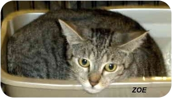 Domestic Shorthair Cat for Sale in Jacksonville, Florida - Zoe Domestic Shorthair Cat for Sale in Jacksonville, Florida - Zoe