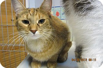 Domestic Shorthair Cat for Sale in Sterling Hgts, Michigan - Ginger Domestic Shorthair Cat for Sale in Sterling Hgts, Michigan - Ginger