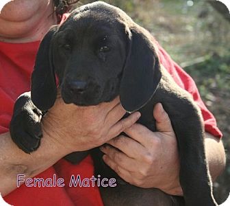 Newfoundland/Basset Hound Mix Puppy for Sale in Danbury, Connecticut - Matice ADOPTION PENDING Newfoundland/Basset Hound Mix Puppy for Sale in Danbury, Connecticut - Matice ADOPTION PENDING