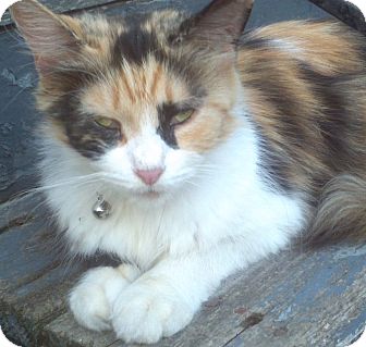 Maine Coon Cat for Sale in Syracuse, New York - Misty Maine Coon Cat for Sale in Syracuse, New York - Misty