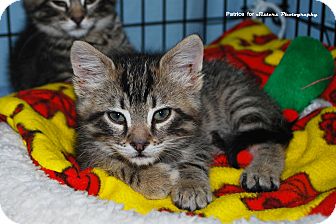 Domestic Mediumhair Kitten for Sale in Lincoln, Nebraska - Duma Domestic Mediumhair Kitten for Sale in Lincoln, Nebraska - Duma