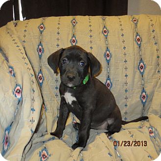 Retriever (Unknown Type)/Catahoula Leopard Dog Mix Puppy for Sale in Westminster, Colorado - Fig Retriever (Unknown Type)/Catahoula Leopard Dog Mix Puppy for Sale in Westminster, Colorado - Fig