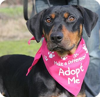 Rottweiler Mix Dog for Sale in Grants Pass, Oregon - Noel Rottweiler Mix Dog for Sale in Grants Pass, Oregon - Noel