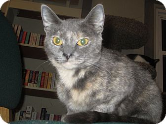 Domestic Shorthair Cat for Sale in Richland, Michigan - Twiggy Domestic Shorthair Cat for Sale in Richland, Michigan - Twiggy