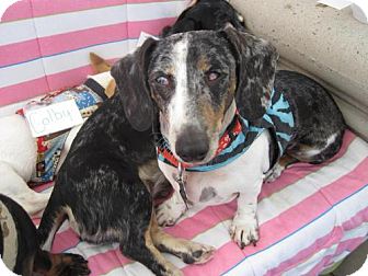 Dachshund Dog for Sale in Atascadero, California - Lucy Dachshund Dog for Sale in Atascadero, California - Lucy