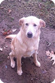 Labrador Retriever Mix Dog for Sale in Nashville, Tennessee - Holly Labrador Retriever Mix Dog for Sale in Nashville, Tennessee - Holly