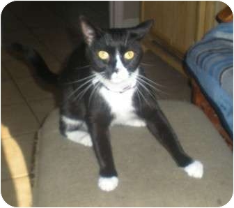 Domestic Shorthair Cat for Sale in Summerville, South Carolina - Holly Domestic Shorthair Cat for Sale in Summerville, South Carolina - Holly