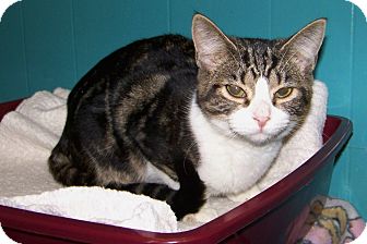 Domestic Shorthair Cat for Sale in Dover, Ohio - Renee' Domestic Shorthair Cat for Sale in Dover, Ohio - Renee'