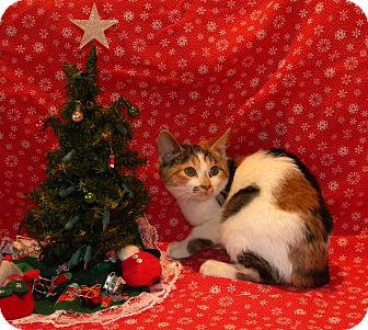 Calico Kitten for Sale in Stafford, Virginia - Lucy Calico Kitten for Sale in Stafford, Virginia - Lucy