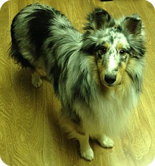 Sheltie, Shetland Sheepdog Puppy for Sale in apache junction, Arizona - Jake Sheltie, Shetland Sheepdog Puppy for Sale in apache junction, Arizona - Jake