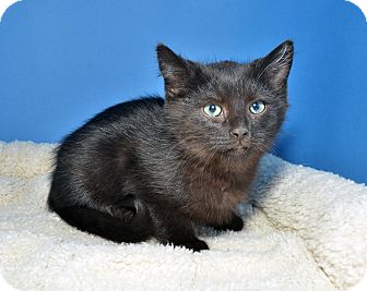 Domestic Mediumhair Kitten for Sale in Ranch Palos Verdes, California - Doodle Domestic Mediumhair Kitten for Sale in Ranch Palos Verdes, California - Doodle