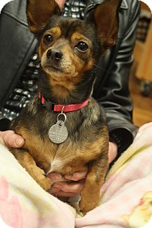 Chihuahua Mix Dog for Sale in Marietta, Georgia - Olivia Chihuahua Mix Dog for Sale in Marietta, Georgia - Olivia