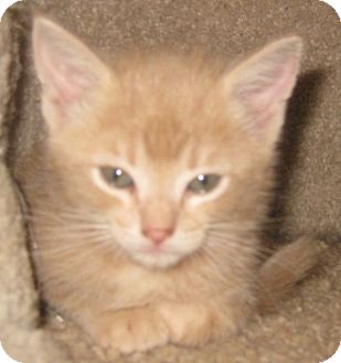Maine Coon Kitten for Sale in Dallas area, Texas - Butterscotch Maine Coon Kitten for Sale in Dallas area, Texas - Butterscotch