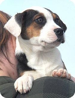 Beagle Mix Puppy for Sale in Sussex, New Jersey - Renegade Beagle Mix Puppy for Sale in Sussex, New Jersey - Renegade