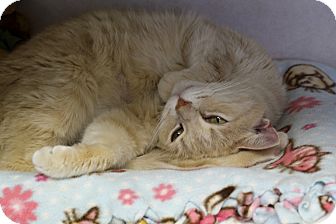 Domestic Mediumhair Cat for Sale in Chicago, Illinois - Yolandi Domestic Mediumhair Cat for Sale in Chicago, Illinois - Yolandi
