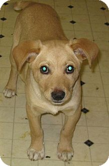 Terrier (Unknown Type, Small) Mix Puppy for Sale in Pelham, New York - Olivia Terrier (Unknown Type, Small) Mix Puppy for Sale in Pelham, New York - Olivia