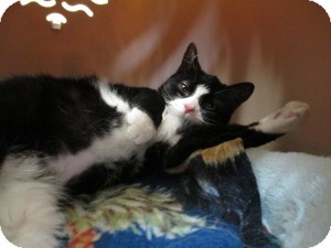 Domestic Shorthair Cat for Sale in Oceanside, New York - Kit Domestic Shorthair Cat for Sale in Oceanside, New York - Kit
