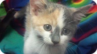 Calico Kitten for Sale in Scottsdale, Arizona - Azula- courtesy post Calico Kitten for Sale in Scottsdale, Arizona - Azula- courtesy post