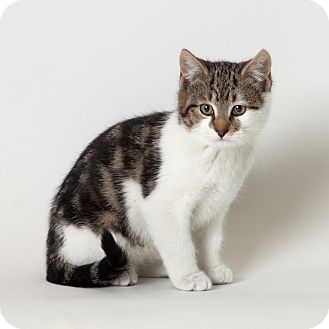 Domestic Shorthair Kitten for Sale in Rockaway, New Jersey - Eggnog Domestic Shorthair Kitten for Sale in Rockaway, New Jersey - Eggnog