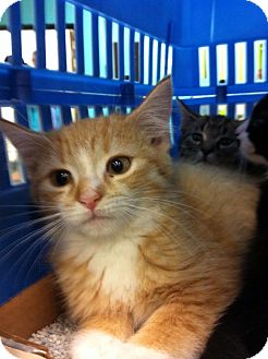 Domestic Shorthair Kitten for Sale in Pittstown, New Jersey - Jessica Domestic Shorthair Kitten for Sale in Pittstown, New Jersey - Jessica