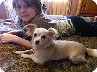 Chihuahua Mix Dog for Sale in Westville, New Jersey - Abby Chihuahua Mix Dog for Sale in Westville, New Jersey - Abby