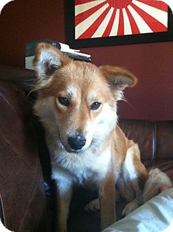 Labrador Retriever/Chow Chow Mix Dog for Sale in Manassas, Virginia - Bella Labrador Retriever/Chow Chow Mix Dog for Sale in Manassas, Virginia - Bella