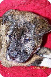 German Shepherd Dog/Boxer Mix Puppy for Sale in Sussex, New Jersey - Winford $50.00 Off Fee German Shepherd Dog/Boxer Mix Puppy for Sale in Sussex, New Jersey - Winford $50.00 Off Fee