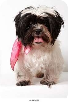 Shih Tzu Dog for Sale in New York, New York - Guinevere Shih Tzu Dog for Sale in New York, New York - Guinevere