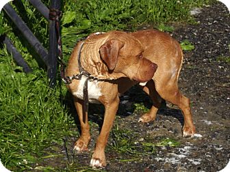 Dogue de Bordeaux Mix Dog for Sale in Clinton, Maine - Rocky Dogue de Bordeaux Mix Dog for Sale in Clinton, Maine - Rocky