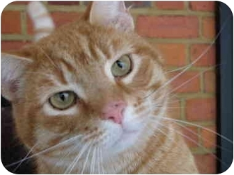 Domestic Shorthair Cat for Sale in Maxwelton, West Virginia - Otis Domestic Shorthair Cat for Sale in Maxwelton, West Virginia - Otis