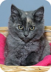 Calico Kitten for Sale in Gatineau, Quebec - Ciara Calico Kitten for Sale in Gatineau, Quebec - Ciara