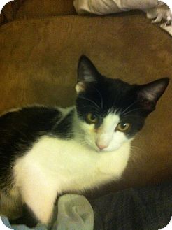 Domestic Shorthair Cat for Sale in Auburn, New York - Willie Domestic Shorthair Cat for Sale in Auburn, New York - Willie