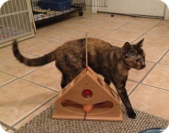 Domestic Shorthair Cat for Sale in Hamilton, New Jersey - BOO - 2013 Domestic Shorthair Cat for Sale in Hamilton, New Jersey - BOO - 2013