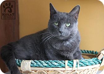 Domestic Shorthair Cat for Sale in Lancaster, Massachusetts - Lucy Domestic Shorthair Cat for Sale in Lancaster, Massachusetts - Lucy