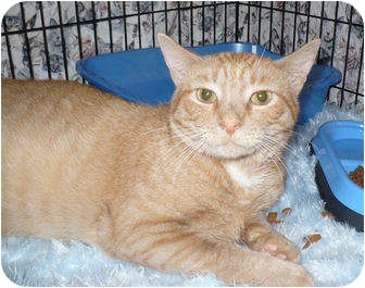 Domestic Shorthair Cat for Sale in Colmar, Pennsylvania - Chaos Domestic Shorthair Cat for Sale in Colmar, Pennsylvania - Chaos